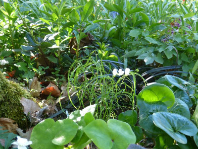 2016-05-08 Lathyrus 'Fino Fino'.jpg