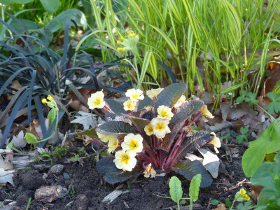 2016-05-08 Primula 'Claddagh'.jpg