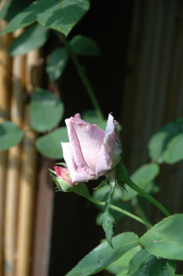 A0980_Large.JPG