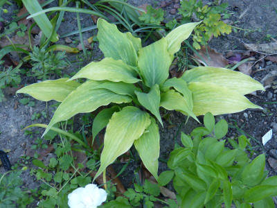 2016-05-08 Hosta 'Tokyo Smog'.jpg