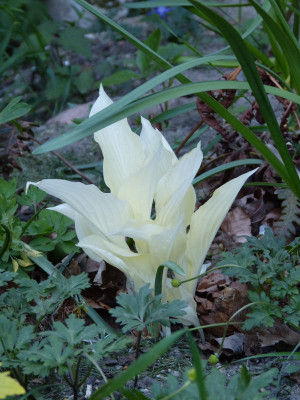 2016-05-08 Hosta 'White Feather'.jpg