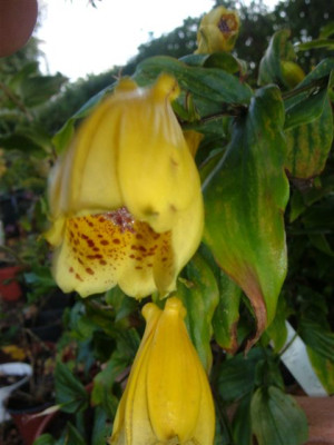 tricyrtis_macranthopsis_klein.jpg