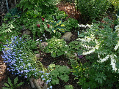 hepaticabeet_2016-05-07_620.jpg