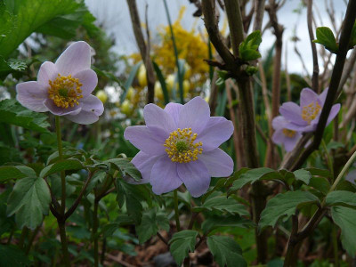 anemone_nemorosa_abendhimmel_2016-04-17_280.jpg