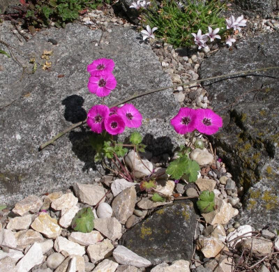 Geranium cinereum Splendens 09.05.16.JPG