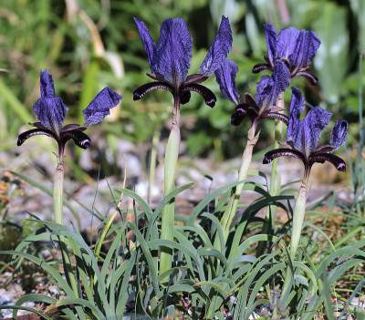 IMG_3609_eIris paradoxa.JPG