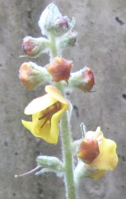 Verbascum-portugal3.jpg