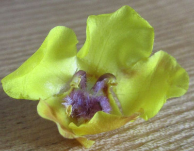 Verbascum-portugal0.jpg