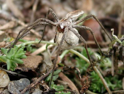 06220023_ePisaura_mirabilis_MAnnchen.JPG