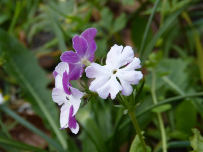 2016-05-09 Primula sieboldii 'Flamenco'.jpg