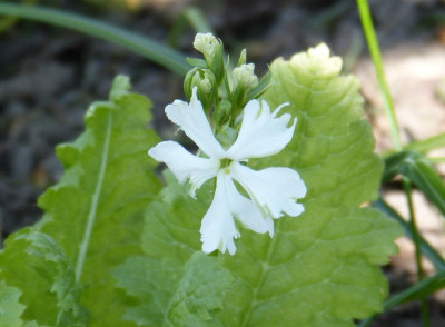 2016-05-09 Primula sieboldii 'Aoyagi Zome'.jpg