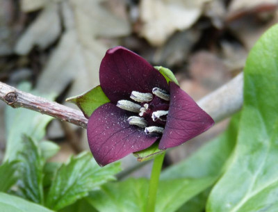 2016-05-09 Trillium 2.jpg