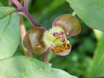 2016-05-09 Paeonia obovata.jpg