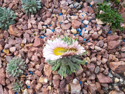 Townsendia condensata 08.05.16.jpg