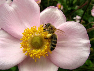 Makro_Anemone_Biene.jpg