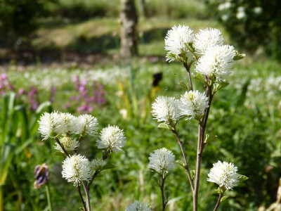 2016-05-09 Fothergilla major.jpg