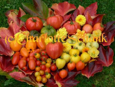 Tomaten0608a.JPG