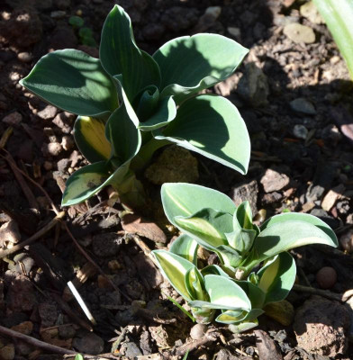 Hosta-SnowMouse.16-1.jpg