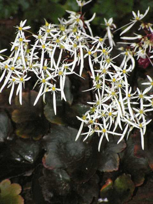 saxifraga_fortunei_rubr_0121.jpg