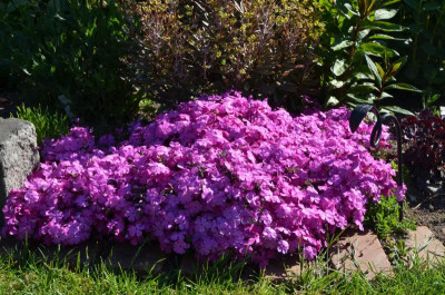 Phlox-unbekannt.16-1.jpg