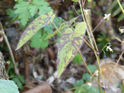 2016-05-09 Epimedium myrianthum.jpg