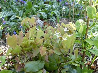 2016-05-09 Epimedium 'Wudang Star'.jpg