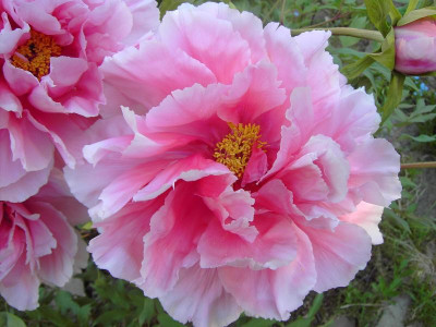 PICT1076.JPG