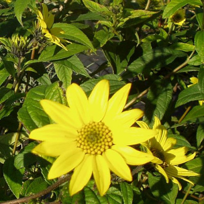 helianthuslq.jpg