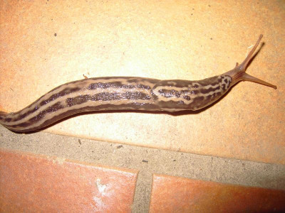PICT1060.JPG