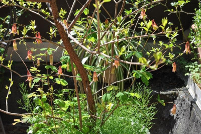 Aquilegia canadensis 2.jpg