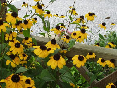 rudbeckiatriloba.jpg