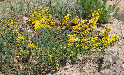 IMG_3624_eGenista.JPG