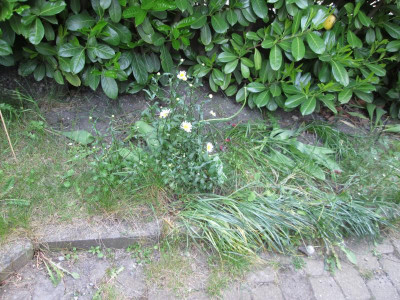 planzsituation_margeriten.JPG