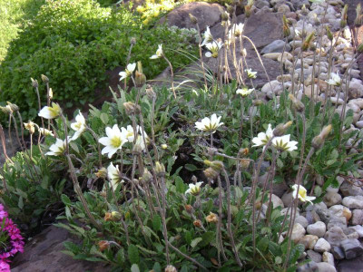 Dryas_octopetala.JPG