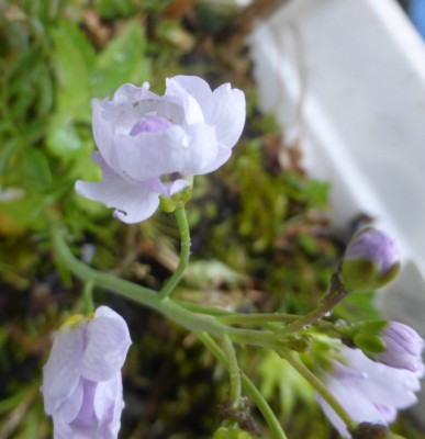 Wiesenschaumkraut2.jpg