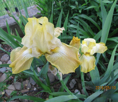 AAA small IMG_0592.jpg
