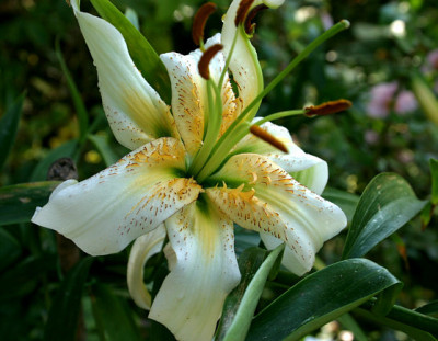 L_VIIIBrigthStar2_0906.jpg