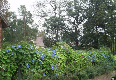 allesblau.jpg