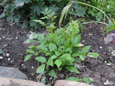 simplicifolia Esveld (Kopie).jpg