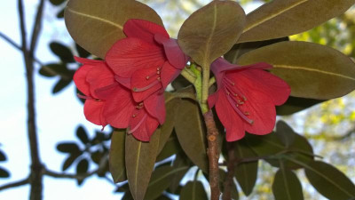 WP_20160510_004 Rhododendron cinnabarinum Bu129.jpg