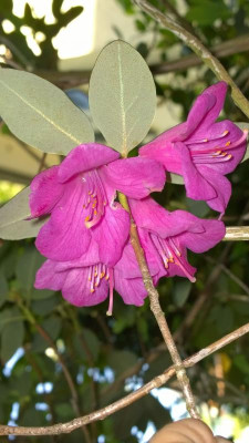WP_20160510_010 Rhododendron cinnabarinum ssp.xanthocodon purpurellum G.Sh.jpg