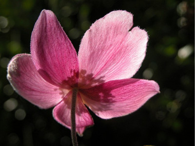 herbstanemone40824.JPG