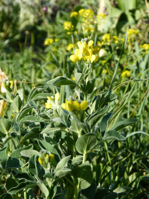 2016-05-10 Thermopsis montana.jpg