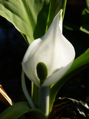 2016-05-10 Lysichiton camtschatcensis.jpg