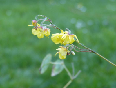 2016-05-10 Epimedium ecalcaratum 'Spurred Form'.jpg