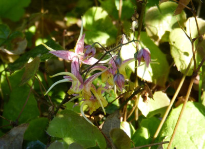 2016-05-10 Epimedium 'Fire Dragon'.jpg