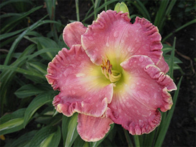 211-1164ab_IMG.jpg