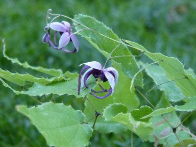 2016-05-10 Epimedium 'Night Mistress'.jpg