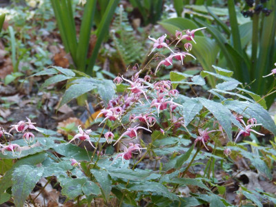 2016-05-10 Epimedium 'Pink Champagne' 2.jpg