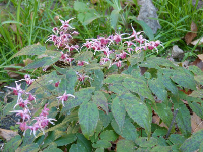 2016-05-10 Epimedium 'Pink Champagne'.jpg